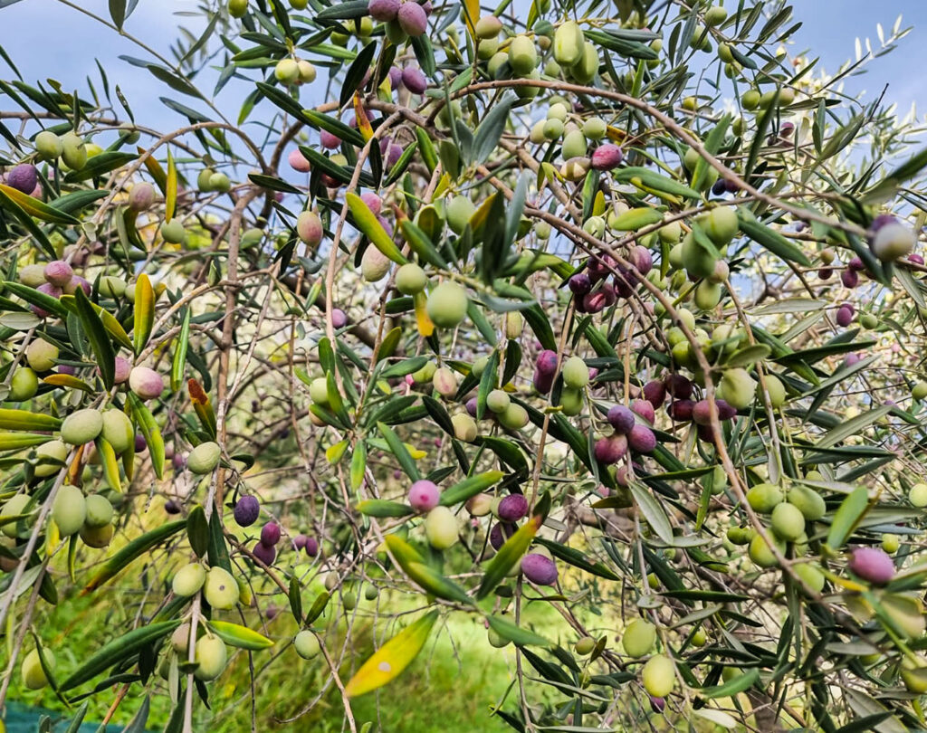 Blog - Olio Camastra - Cooperativa Olivicoltori Santo Stefano di Camastra